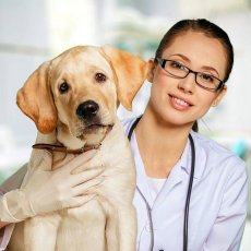 Ветеринар. Оказание помощи животным на дому