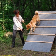Дрессировка - Школа для собак и владельцев