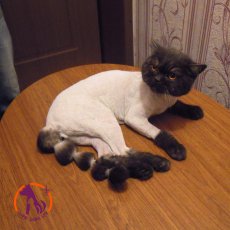 Стрижка кошек и котов на дому в СПб