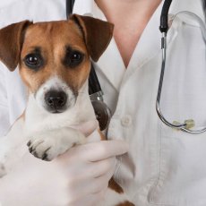 Ветеринарный врач