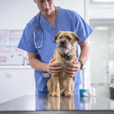 Ветеринарный врач с выездом на дом