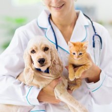 Ветеринарный врач - Выезд на дом