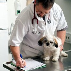 Услуги ветеринарного врача